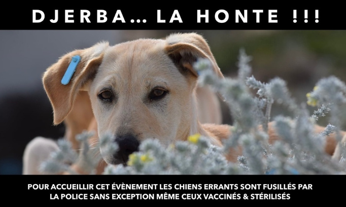 Moi, chien errant de Djerba informe les amis des animaux de mon abattage imminent en vue du 18ème sommet de la Francophonie !