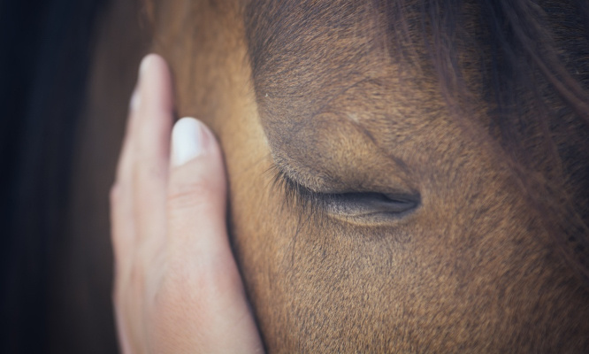 Ne plus prescrire de la viande de cheval à la clinique vétérinaire d'Arcueil !