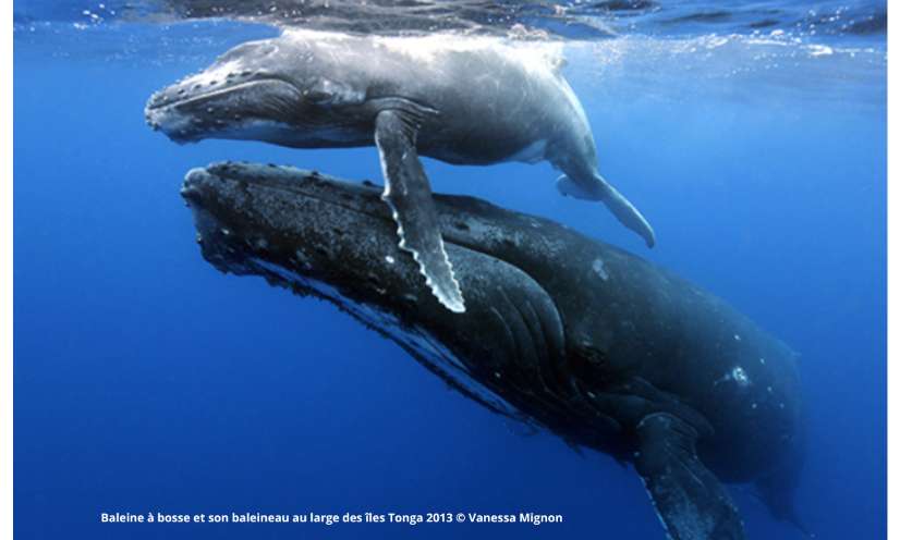 Signez pour sauver les baleines !