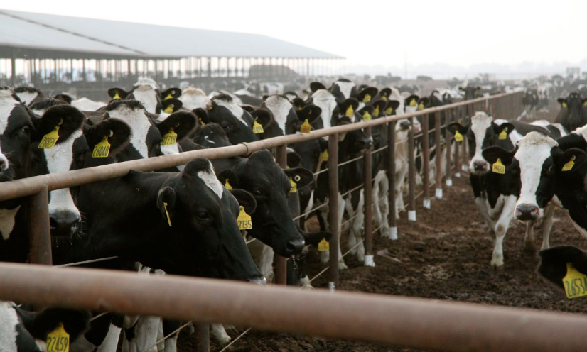 Point final à l'élevage intensif