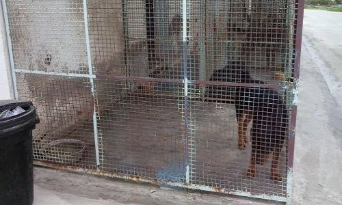 Contre la lente agonie des chiens enfermés à l'école vétérinaire de Sidi Thabet - Transférez ces chiens dans un refuge!