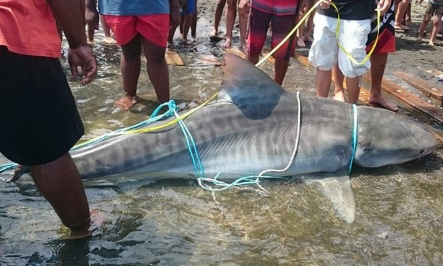 Stop au massacre des requins !