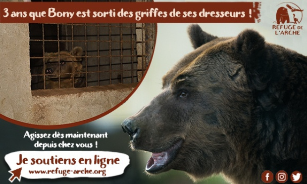 3 ans que Bony est sorti des griffes de ses dresseurs : continuons la lutte pour la protection animale !