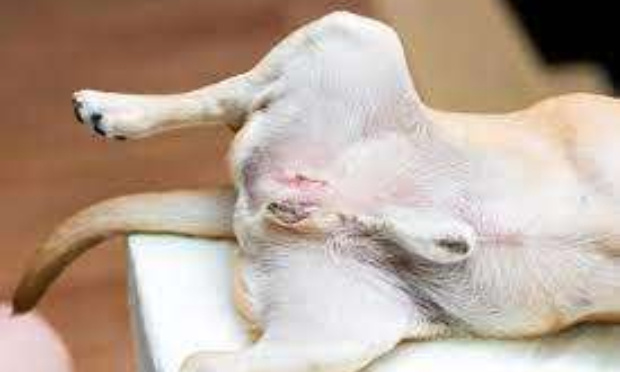 Ne castrez pas Arthur