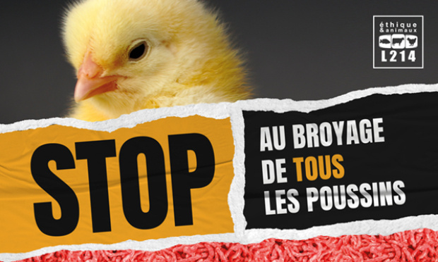 Exigez la fin du broyage de tous les poussins !