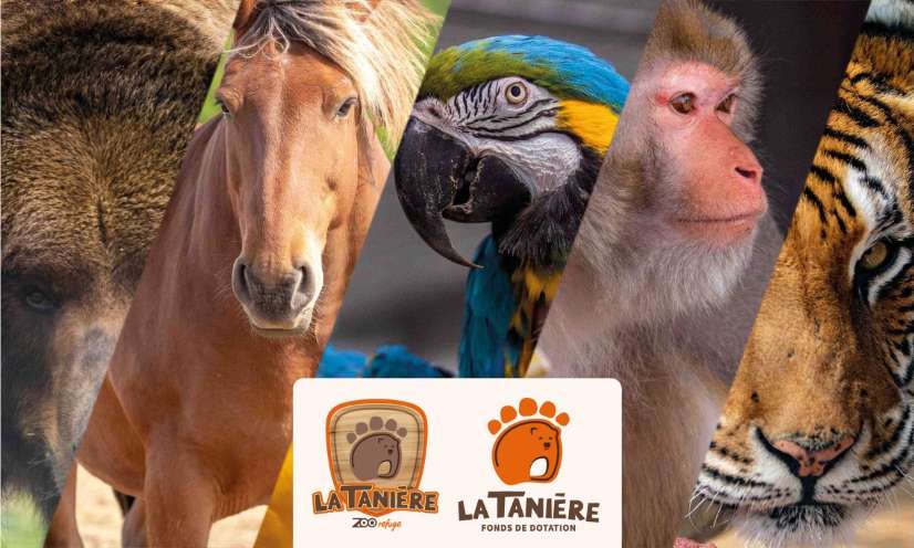 Pour une meilleure prise en compte du bien-être animal