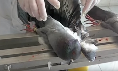 Pour obtenir l'ANNULATION définitive des stérilisations chirurgicales des pigeons, sans anesthésie de leurs organes internes, à TROYES