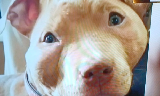 Emp&ecirc;cher la maltraitance sur un chiot de 4 mois par de cruels influenceurs frenchrapqueen