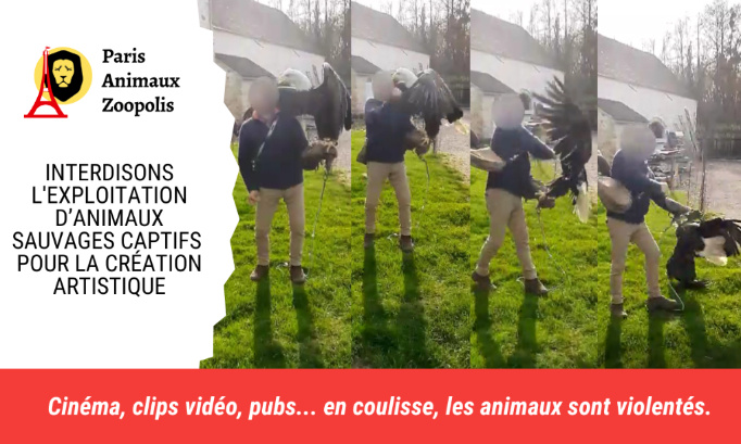 Interdisons l’exploitation d’animaux sauvages captifs pour le cinéma et la publicité !