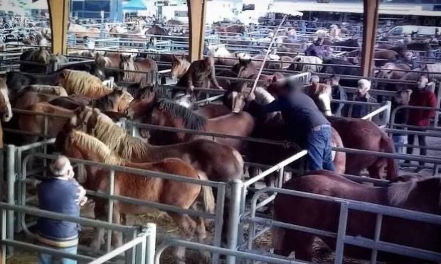 Maltraitance animale : Pour l'ouverture d'une enquête sur la foire aux chevaux de Maurs !