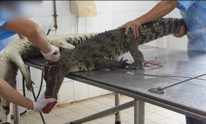 Pour la fin des ventes d'habits, sacs et chaussures en peau d'alligator ou autre reptile en France !