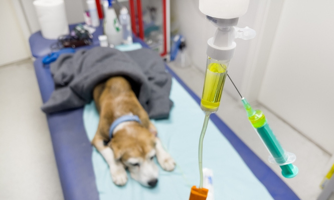 Pour la fin des expériences scientifiques sur les beagles !