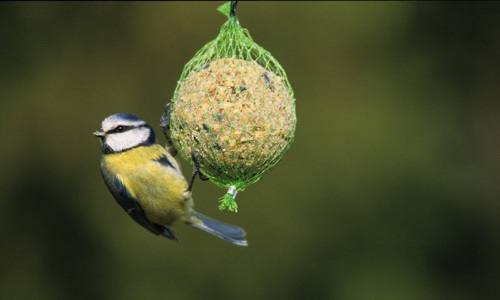 Sauvons les oiseaux , victimes des boules de graisse!