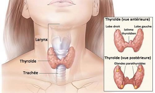 Reconnaissance de l'impact de Tchernobyl sur la thyroïde