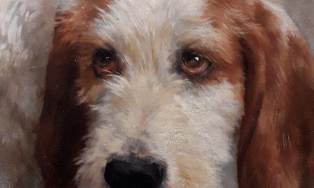 Pétition pour arrêter le massacre des chiens et chats errants