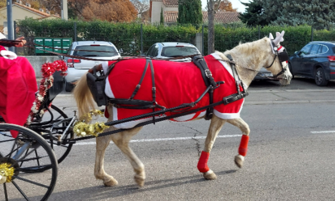 STOP à l'exploitation des chevaux de calèche pour Noël !