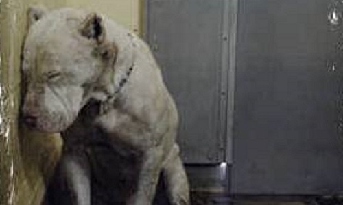 L’interdiction de l’euthanasie des chiens et chats en fourrière et dans les refuges!