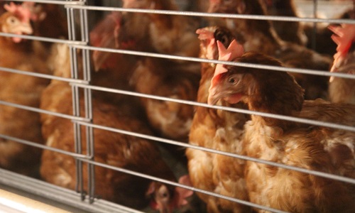 Interdiction des œufs de poules en cage en général et dans la composition des ovoproduits dans les écoles communales liégeoises.
