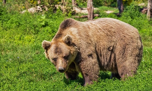 NON au spectacle d'Ours à Montseveroux (38)