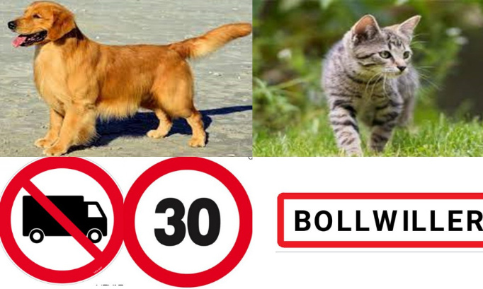 Stop aux animaux écrasés : Faites respecter les limitations de vitesse et le passage des camions à Bollwiller !