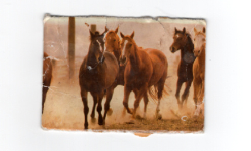 arr&ecirc;ter la maltraitance animal respecter les animaux