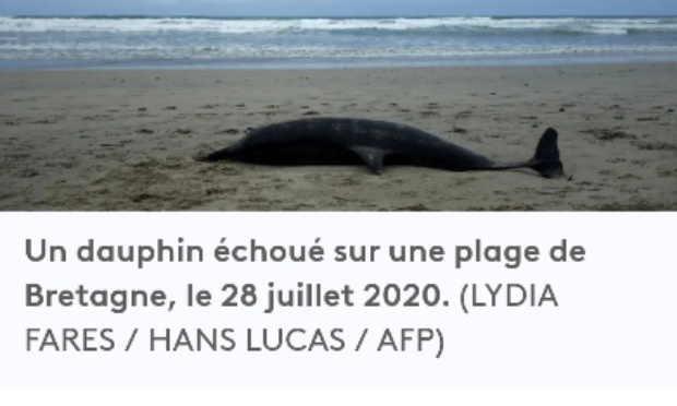 Stop à la mortalité des dauphins sur les côtes atlantiques !