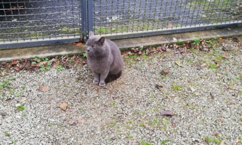 Aidez ce chat type chartreux à retrouver sa maison à Confolens en Charente !