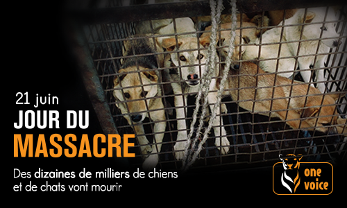 Yulin: stop à la fête du martyre animal !