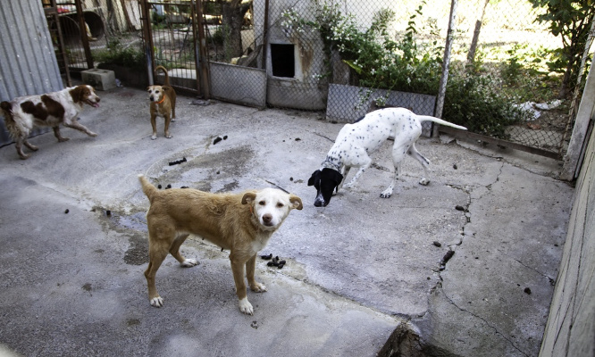 Justice pour les 9 chiens et la chèvre abandonnés par leur propriétaire !