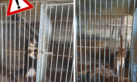 Urgent : Sauvons les animaux de l'élevage de Saint Christo en Jarez !