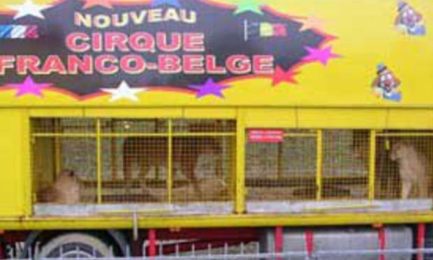 Stop à l'exploitation d'animaux sauvages par ce cirque franco-belge