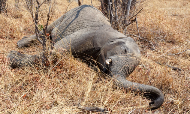 Stop à la chasse aux éléphants au Botswana !