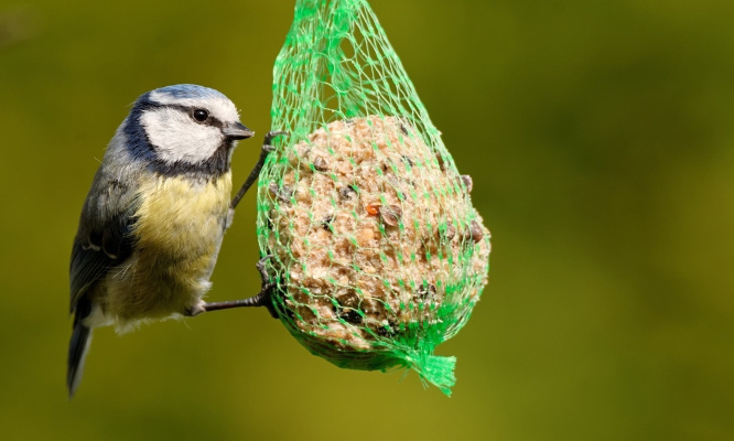 Pétition : Stop aux filets autour des boules à oiseaux !