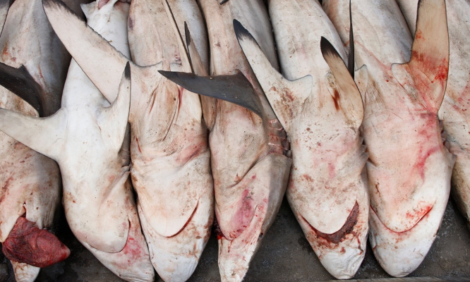 Contre l’abattage des requins en Nouvelle Calédonie et partout dans le monde !