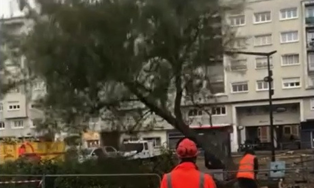 Pétition pour un moratoire sur l'abattage des arbres Maubeugeois !