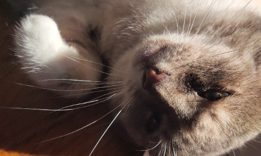 Le bonheur des animaux