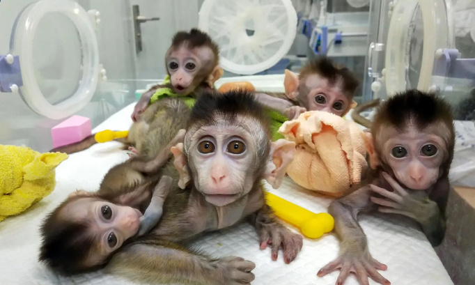 Bien être animal : stop au clonage d'animaux !