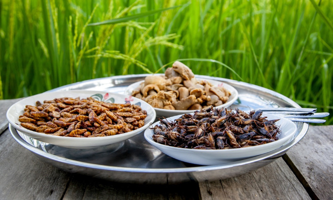 Stop aux insectes dans nos assiettes, oui a une alimentation saine et équilibrée pour tous !
