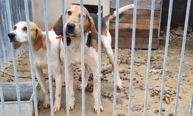 Justice pour les chiens de Cruzy-le-Châtel (89) !