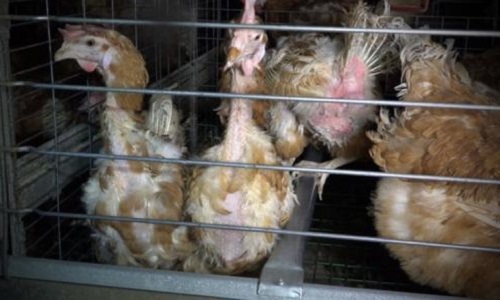 Évaluer les conditions de vie des animaux d'élevage avant d'évaluer leur viande !