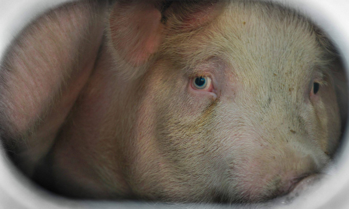 STOP à l'atroce "fête du cochon" de Bourg-en-Bresse (Ain)