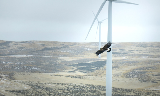 Protégeons les animaux : Pour le retrait des éoliennes construites illégalement, ayant tué des espèces protégées d'oiseaux !