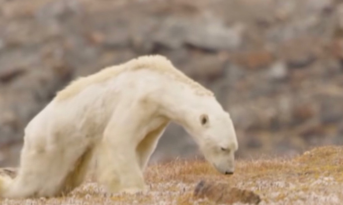 Non à l’extinction des ours polaires !