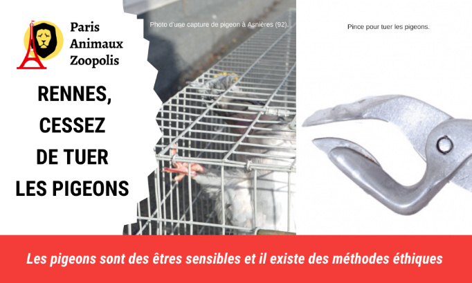 Mairie de Rennes, cessez de tuer les pigeons !
