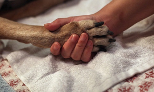 Interdiction d'euthanasier les animaux en bonne santé