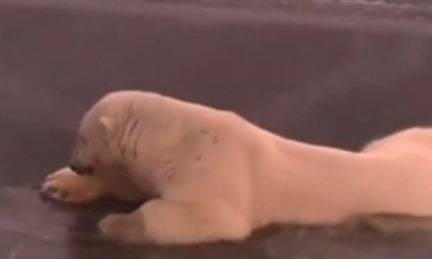 sauver les animaux polaires qui sont entrain de mourir en alaska