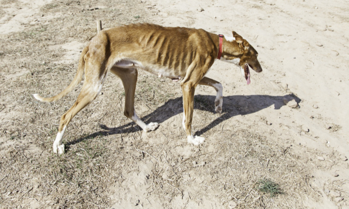 Justice pour les 400 animaux victimes de maltraitance aggravée !