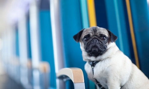 Stop au paiement de la taxe des petits chiens dans les transports