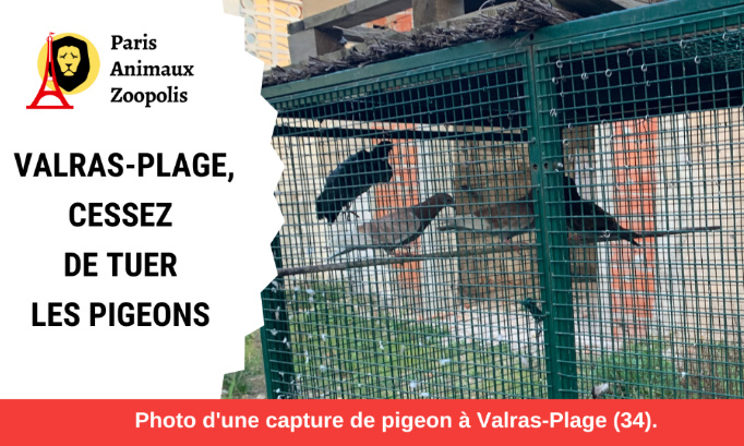 Mairie de Valras-Plage, cessez de tuer les pigeons !