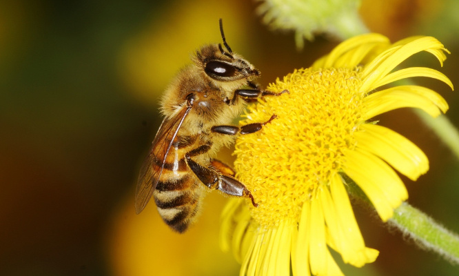 Urgent : sauvons les abeilles !